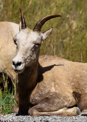 Bighorn sheep on the side of the road in Kootenay NP