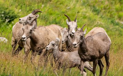 A group of bighorn sheep in Kootenay NP