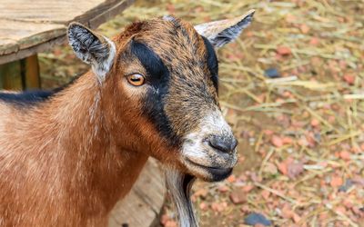 Goat in Fort Macleod