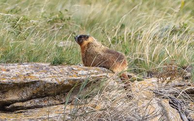Marmot on a rock in Buffalo Jump WHS