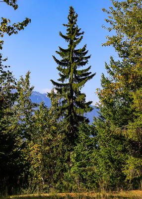 Tree along the Meadows in the Sky Parkway in Mt Revelstoke NP