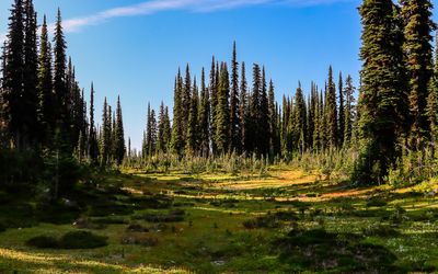 Mountain meadow along the Balsam Lake Trail in the summit area in Mt Revelstoke NP