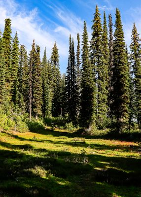 Meadow along the Balsam Lake Trail in the summit area in Mt Revelstoke NP