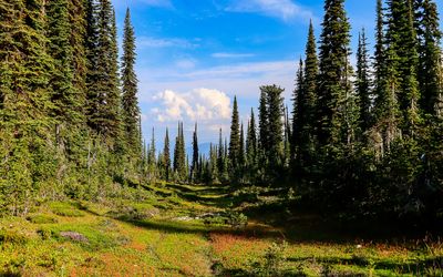 Mountain meadow along the Balsam Lake Trail in the summit area in Mt Revelstoke NP