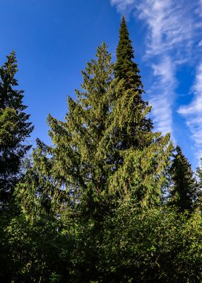 Tree along the Meadows in the Sky Parkway in Mt Revelstoke NP