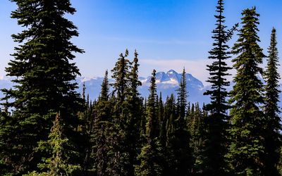Distant mountain range as seen from the Meadows in the Sky Parkway in Mt Revelstoke NP