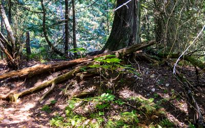 Trees and plants from the Skunk Cabbage Trailhead in Mt Revelstoke NP