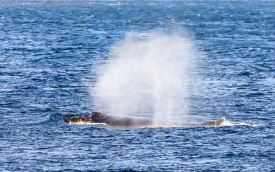 Humpbacked whale surfacing and spouting as seen from the Whale Watching Tour
