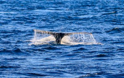 Tail of a humpbacked whale as seen from the Whale Watching Tour