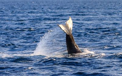 Humpbacked whale tail as seen from the Whale Watching Tour