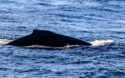 View of a humpbacked whale surfacing as seen from the Whale Watching Tour