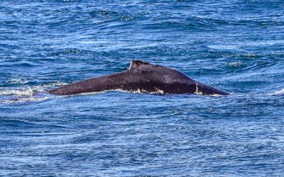 Humpbacked whale surfacing as seen from the Whale Watching Tour