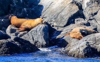 Steller Sea Lions on the rocks as seen from the Whale Watching Tour