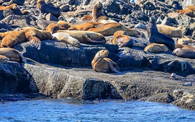 Steller Sea Lions on the rocks as seen on the Whale Watching Tour