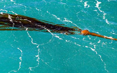 Kelp (marine Cabbage) floats on the water as seen on the Whale Watching Tour