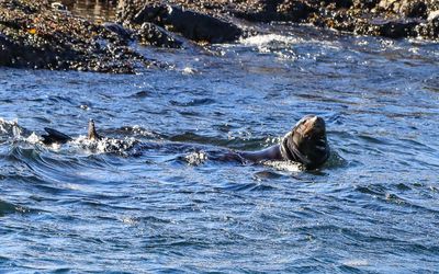 A harbor seal as seen on the Whale Watching Tour