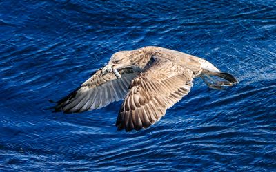 Sea gull with fish, flying next to the boat as seen on the Whale Watching Tour