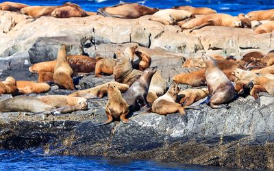 Steller Sea Lions on the rocks as seen on the Whale Watching Tour