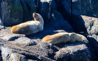 A pair of Steller Sea Lions on the rocks as seen on the Whale Watching Tour