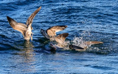 Sea gulls diving for fish as seen on the Whale Watching Tour