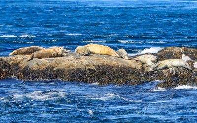 Steller Sea Lions and harbor seals on the rocks as seen on the Whale Watching Tour