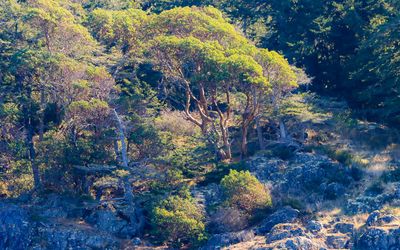 Trees on the shore as seen from the Whale Watching Tour
