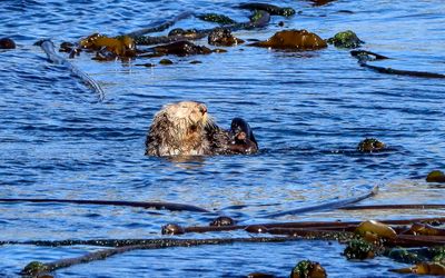 Sea Otter grooming itself as seen from the Whale Watching Tour