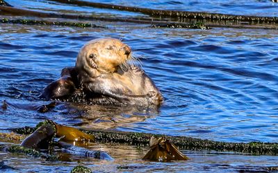 Resting Sea Otter as seen from the Whale Watching Tour
