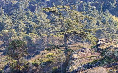 Tree on the shore as seen from the Whale Watching Tour