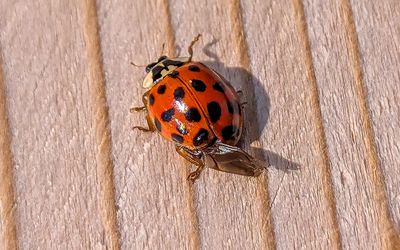 Ladybug on the bridge over Fraser Canyon at Hells Gate