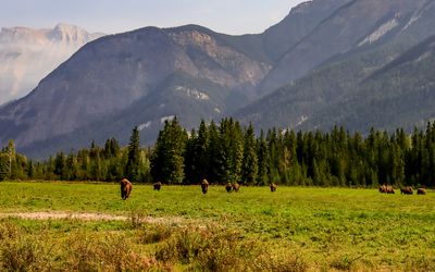 Buffalo on the working Rocky Mountain Buffalo Ranch