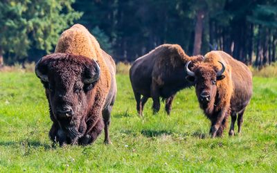 Chester Jr., herd leader, leads the way at the Rocky Mountain Buffalo Ranch
