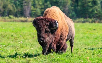 Chester Jr. at the Rocky Mountain Buffalo Ranch