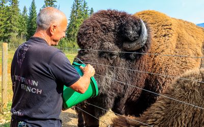 Feeding Chester Jr. at the Rocky Mountain Buffalo Ranch