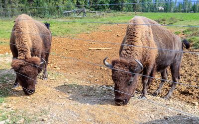 Buffalo in the herd at the Rocky Mountain Buffalo Ranch