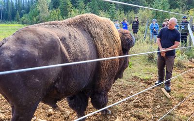 Owner Leo Downey steps into the pasture with Chester Jr. at the Rocky Mountain Buffalo Ranch