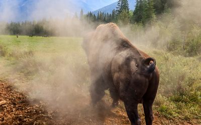 Chester Jr. takes a dirt bath at the Rocky Mountain Buffalo Ranch