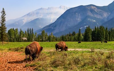 View of the pasture at the Rocky Mountain Buffalo Ranch