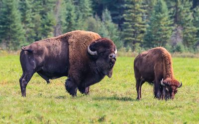 Chester Jr. in a field at the Rocky Mountain Buffalo Ranch
