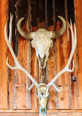 Skull of Chester, original herd leader, at the Rocky Mountain Buffalo Ranch