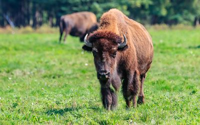 Buffalo at the Rocky Mountain Buffalo Ranch