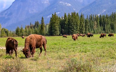 The herd at the Rocky Mountain Buffalo Ranch
