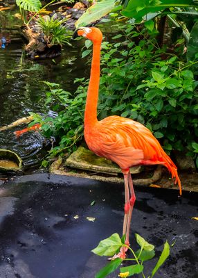 Fifty-year-old Caribbean Flamingo at the Victoria Butterfly Gardens 