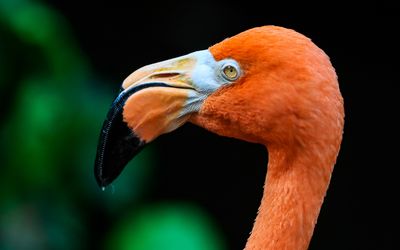 Closeup of a Flamingo at the Victoria Butterfly Gardens 