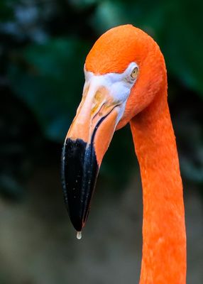 View of a Flamingo at the Victoria Butterfly Gardens 