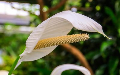 A Peace Lilly at the Victoria Butterfly Gardens 
