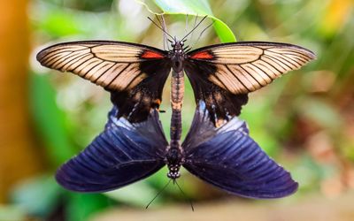 Great Mormon butterflies (Philippines) mating at the Victoria Butterfly Gardens 