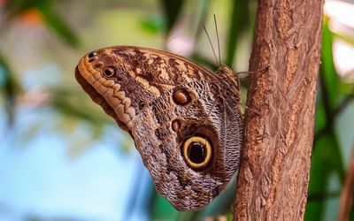 Owl butterfly, found in Mexico and Central America, on a tree at the Victoria Butterfly Gardens 