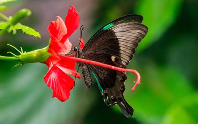 Emerald Swallowtail Butterfly on a flower at the Victoria Butterfly Gardens 