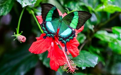 View of an Emerald Swallowtail Butterfly on a flower at the Victoria Butterfly Gardens 